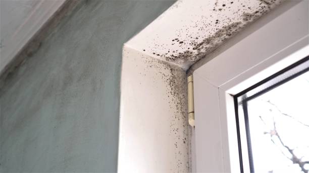 Best Emergency Mold Remediation in Mart, TX