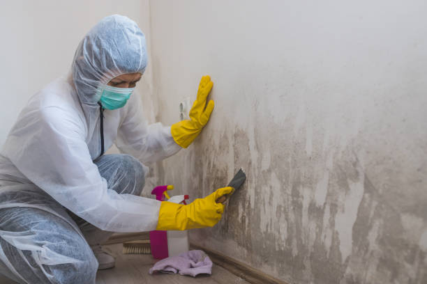 Best Post-Flood Mold Remediation in Mart, TX