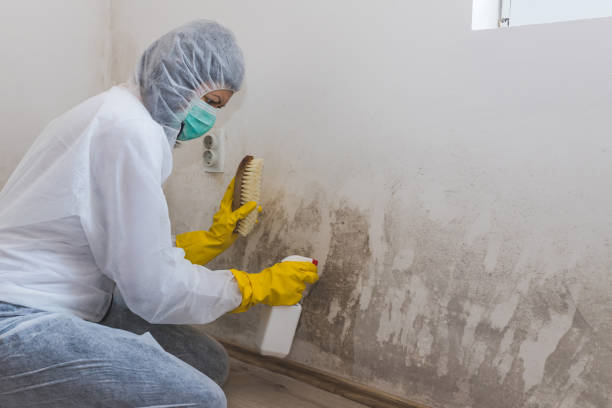 Best Residential Mold Remediation in Mart, TX