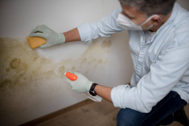 Best DIY Mold Remediation Support Services in Mart, TX