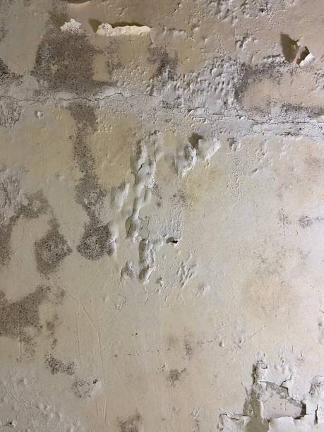Mart, TX Mold Remediation Company
