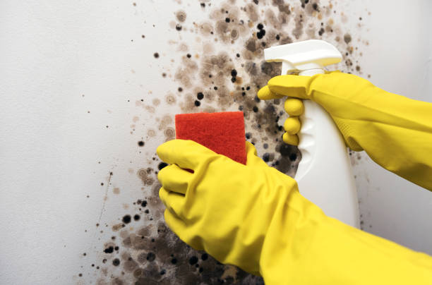 Best Health and Safety Mold Remediation in Mart, TX