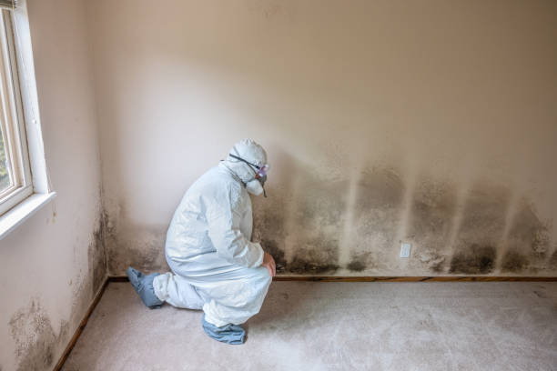 Best Crawl Space Mold Remediation in Mart, TX