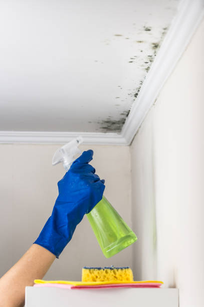 Best HVAC Mold Remediation in Mart, TX