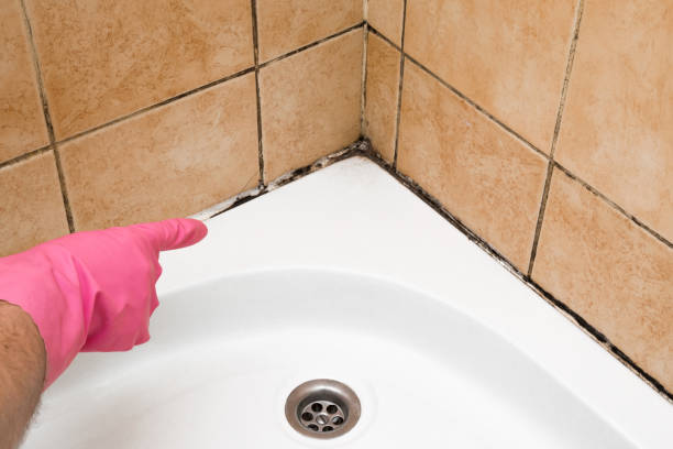 Best White Mold Remediation in Mart, TX